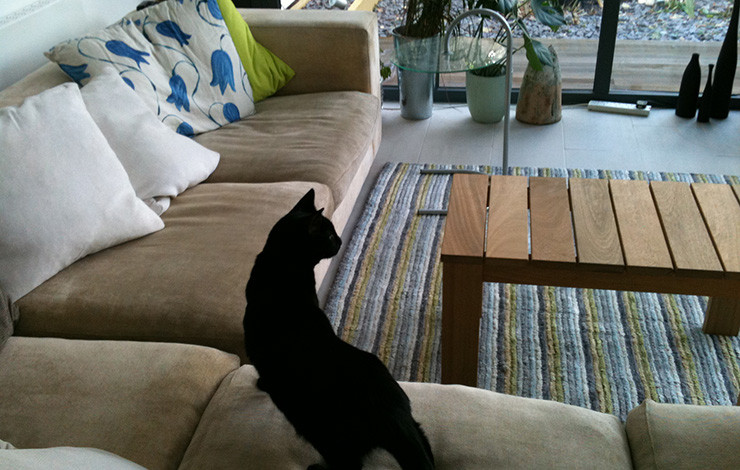 Upholstery Sofa Cleaning London, How To Get Cat Urine Smell Out Of Leather